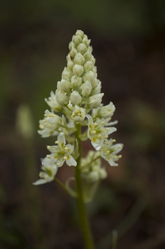 Toxicoscordion venenosum