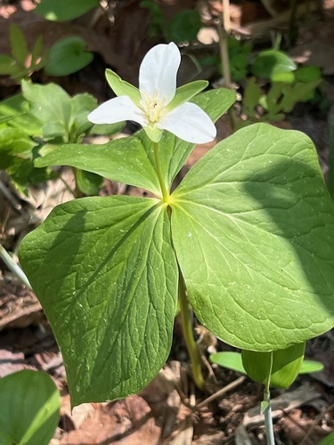 Image of Trillium camschatcense by (c) ITÔ, Hiroki, some rights reserved (CC BY)