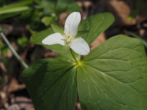 Image of Trillium camschatcense by (c) ITÔ, Hiroki, some rights reserved (CC BY)