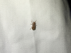 Pachyrhinus californicus