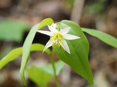 Disporum smilacinum