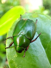 Anomala rubripes rubripes