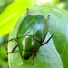 Anomala rubripes rubripes - Photo (c) Justin Jacobs, some rights reserved (CC BY-NC), uploaded by Justin Jacobs