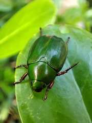 Anomala rubripes rubripes