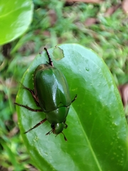 Anomala rubripes rubripes