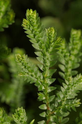 Selaginella obtusa