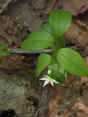 Disporum smilacinum