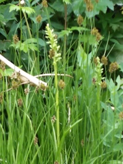 Platanthera aquilonis