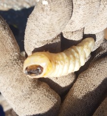 Prionus californicus