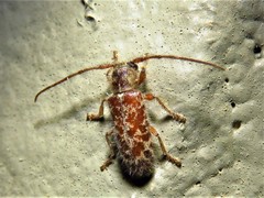 Eupogonius pauper