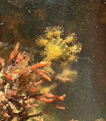 Haliclystus sanjuanensis