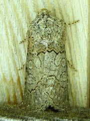 Sympistis perscripta