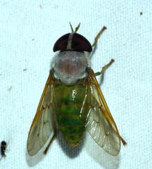 Chlorotabanus leucochlorus