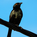 Singing Starling - Photo (c) ꦥꦤ꧀ꦗꦶꦒꦸꦱ꧀ꦠꦶꦄꦏ꧀ꦧꦂ, some rights reserved (CC BY), uploaded by ꦥꦤ꧀ꦗꦶꦒꦸꦱ꧀ꦠꦶꦄꦏ꧀ꦧꦂ