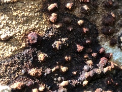 Dialonectria episphaeria