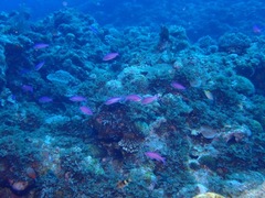 Mirolabrichthys tuka