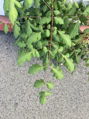 Koelreuteria paniculata