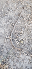 Sonora taylori