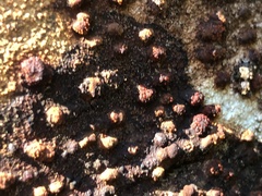 Dialonectria episphaeria