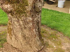 Sphyrapicus ruber