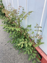 Koelreuteria paniculata