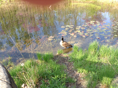 Branta canadensis