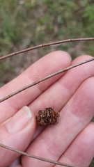 Allocasuarina luehmannii