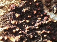 Dialonectria episphaeria