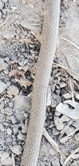 Sonora taylori