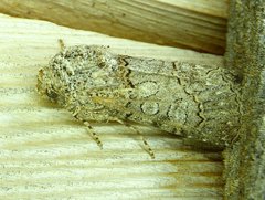 Sympistis perscripta