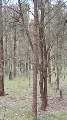Allocasuarina luehmannii