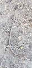 Sonora taylori
