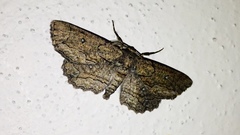 Phaeoura mexicanaria