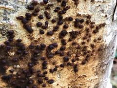 Dialonectria episphaeria