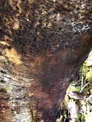 Dialonectria episphaeria