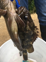 Sebastes rastrelliger