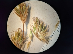 Carex praticola