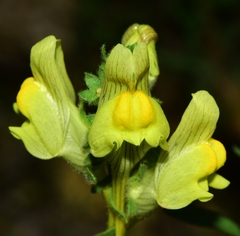 Linaria verticillata verticillata