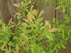Salix tracyi