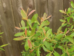 Salix tracyi