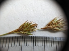 Carex praticola