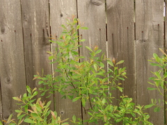 Salix tracyi