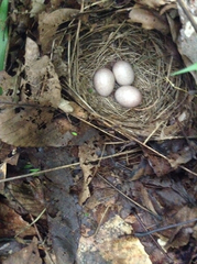 Pipilo erythrophthalmus