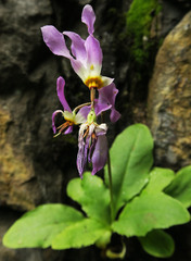 Primula pauciflora macrocarpa