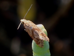 Platphalonidia magdalenae