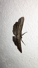 Phaeoura mexicanaria