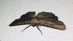 Phaeoura mexicanaria