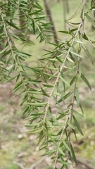 Melaleuca decora