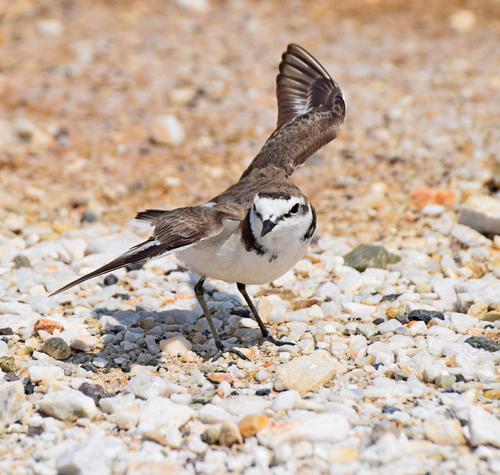 Chorlitejo patinegro (Charadrius alexandrinus)