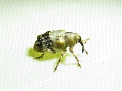 Lignyodes pallidus